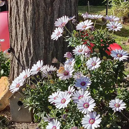 Penzion Colle Al Mare 34 - & Bike -